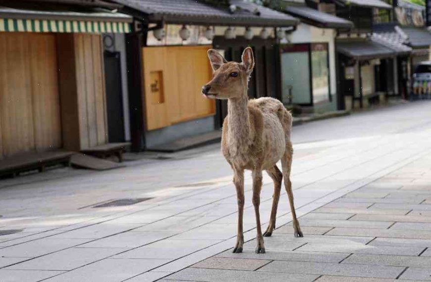 Officials in Japan Decomposing Deer Tops in Groundbreaking Recycling Practice
