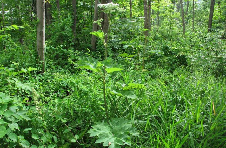One man is waging a wild battle to rid the world of cow parsnip