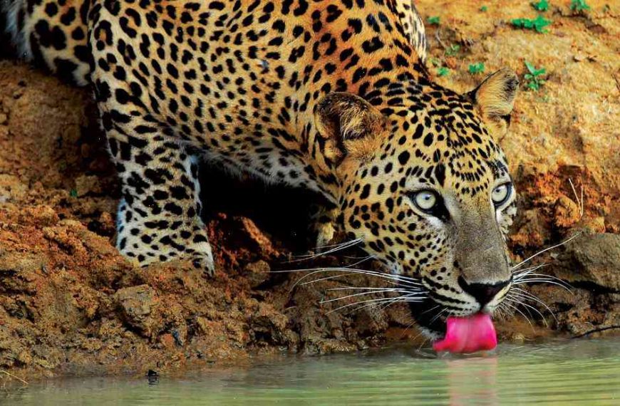 Sri Lanka mows down a leopard’s offspring — and the animal survives