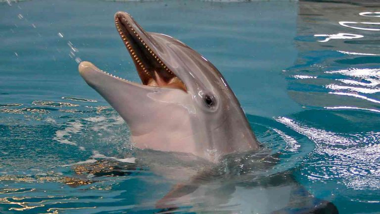Pompous dolphin who starred in Dolphin Tale films dies at 39