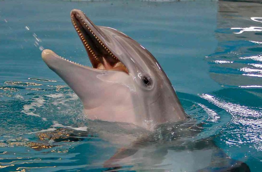 Pompous dolphin who starred in Dolphin Tale films dies at 39