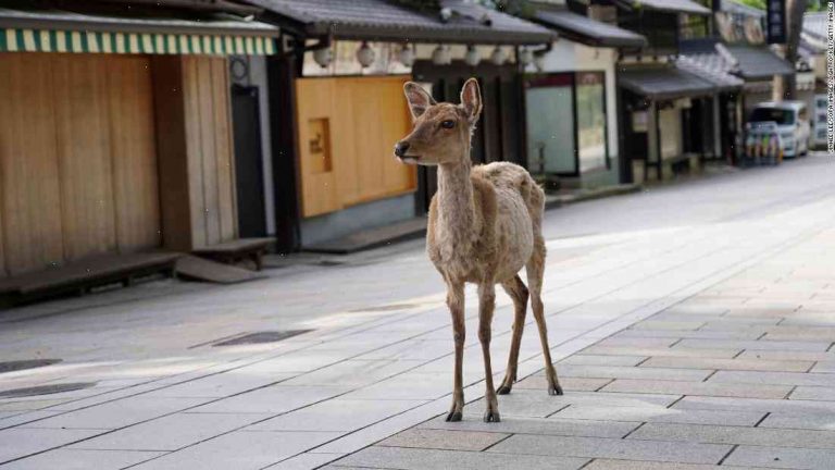 Deer in Japan living on an empty forest to survive plastic bag expansion