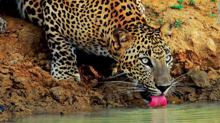 Sri Lanka mows down a leopard’s offspring — and the animal survives